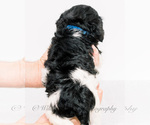 Small Photo #4 Goldendoodle-Irish Doodle Mix Puppy For Sale in LITTLE ROCK, AR, USA