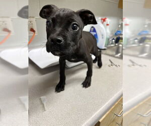 American Pit Bull Terrier Dogs for adoption in Augusta, GA, USA
