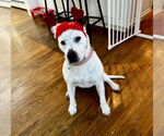 Small #26 Dogo Argentino-Labrador Retriever Mix