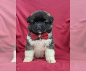 Akita Puppy for sale in PARADISE, PA, USA