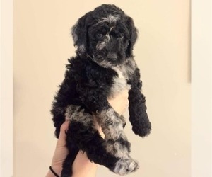 Goldendoodle (Miniature) Puppy for sale in SUMMERTOWN, TN, USA