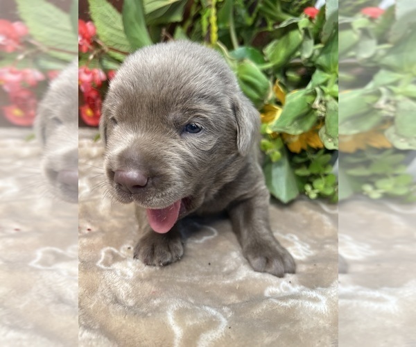 Medium Photo #14 Labrador Retriever Puppy For Sale in NEOLA, WV, USA