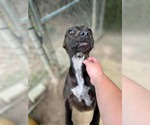 Small #7 Labrador Retriever Mix