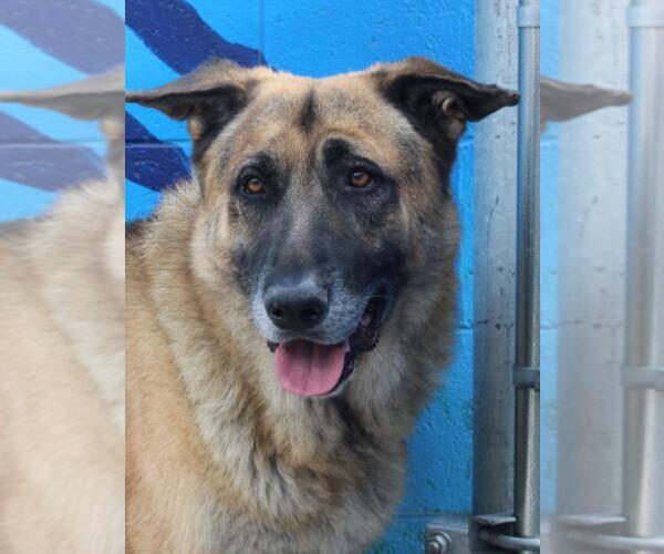 Medium Photo #1 German Shepherd Dog Puppy For Sale in Burbank, CA, USA