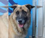 Small German Shepherd Dog