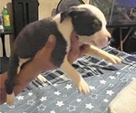 Small Photo #6 American Pit Bull Terrier Puppy For Sale in BUFFALO, NY, USA