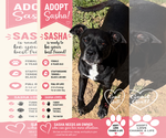 Small American Staffordshire Terrier Mix