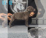 Puppy El Cane Corso