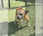 Small #4 Chihuahua Mix