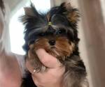 Small Photo #18 Yorkshire Terrier Puppy For Sale in RANCHO BERNARDO, CA, USA