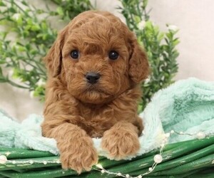 Cavapoo Puppy for Sale in JONES, Michigan USA