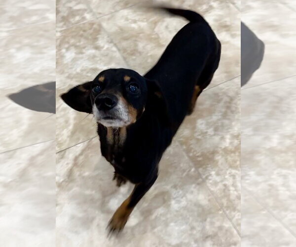 Medium Photo #4 Dachshund-Unknown Mix Puppy For Sale in Hilton Head, SC, USA
