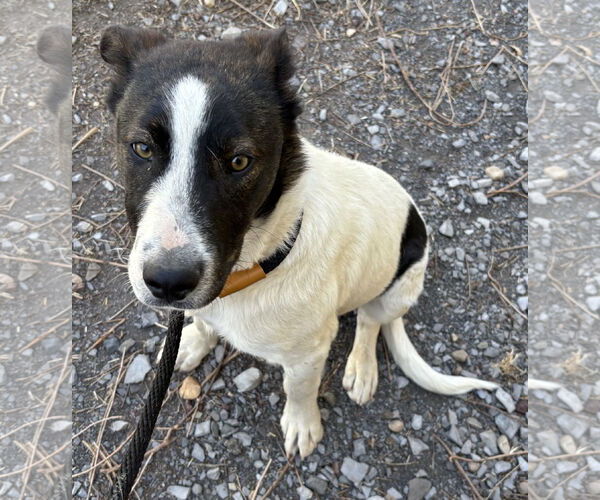 Medium Photo #4 Border Collie-Unknown Mix Puppy For Sale in Las Vegas, NM, USA