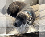 Small #2 Mutt