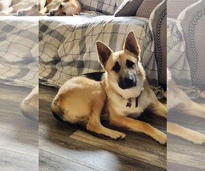 German Shepherd Dog Dogs for adoption in Polson, MT, USA