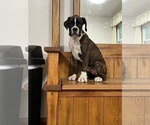Small Photo #3 Boxer Puppy For Sale in NEW ULM, MN, USA