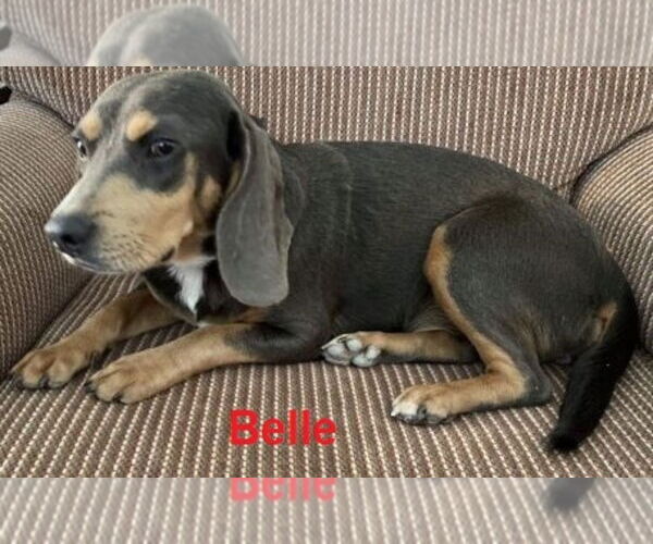 Medium Photo #3 Doxle Puppy For Sale in Mt. Laurel, NJ, USA