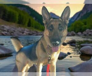 German Shepherd Dog-Unknown Mix Dogs for adoption in Las Vegas, NV, USA