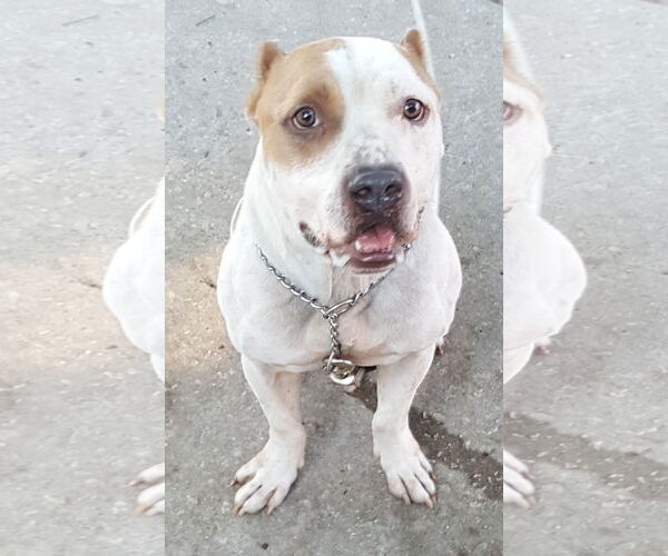 Medium Photo #5 American Bulldog-Unknown Mix Puppy For Sale in Ocoee, FL, USA