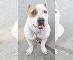 Small #4 American Bulldog Mix