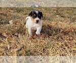 Puppy Taft Jack Russell Terrier