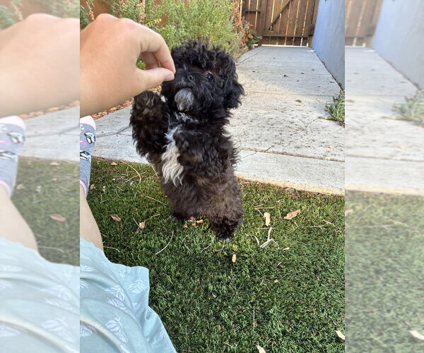 Medium Photo #2 Shih-Poo Puppy For Sale in San Diego , CA, USA
