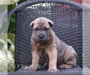 Cane Corso Puppy for sale in LANCASTER, PA, USA