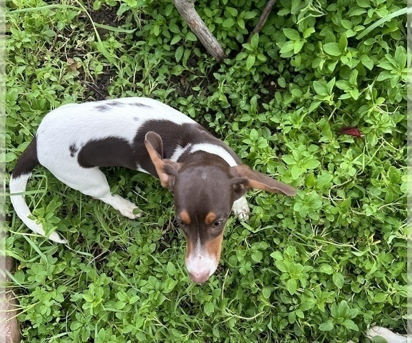 Medium Photo #1 Dachshund Puppy For Sale in DAVIS, CA, USA