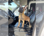 Small #6 Belgian Malinois