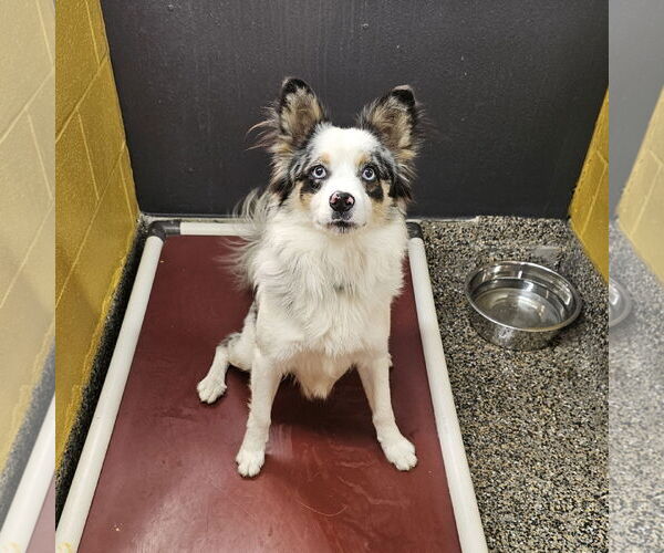 Medium Photo #1 Chihuahua-Unknown Mix Puppy For Sale in Metairie, LA, USA