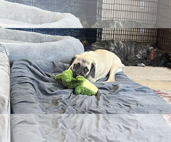 Medium Photo #8 Mastiff Puppy For Sale in Goodyear, AZ, USA
