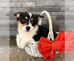 Small Photo #2 Pembroke Welsh Corgi Puppy For Sale in MIDDLEBURY, IN, USA