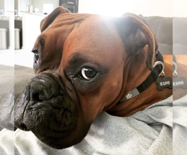 Medium Photo #2 Boxer Puppy For Sale in Austin, TX, USA