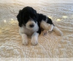 Puppy 9 Bordoodle