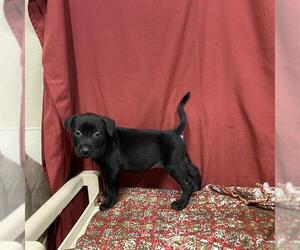 Staffordshire Bull Terrier Dogs for adoption in Modesto, CA, USA
