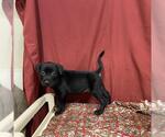 Small Staffordshire Bull Terrier