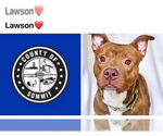 Small American Staffordshire Terrier Mix