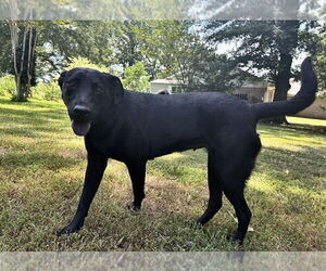 Labrador Retriever-Unknown Mix Dogs for adoption in Boston, MA, USA