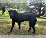 Small Labrador Retriever Mix