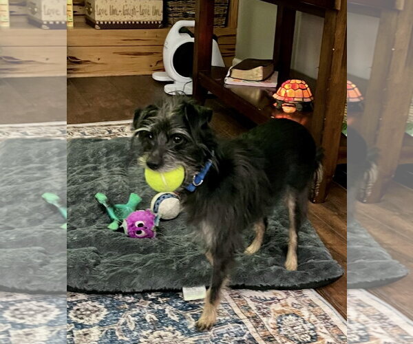 Medium Photo #2 Mutt Puppy For Sale in Pacolet, SC, USA