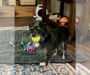 Sabbath Oct 26 in foster care in Lexington SC - Male Mutt Dog for Adoption - Photo #2