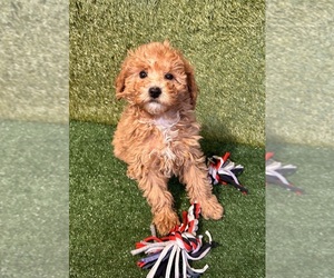 Poodle (Miniature) Puppy for sale in MIDDLEBURY, IN, USA