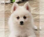 Small Photo #2 Pomsky Puppy For Sale in SEBRING, FL, USA