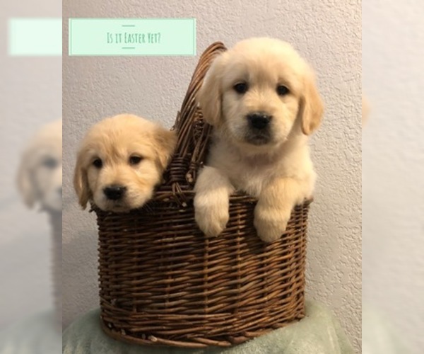 Medium Photo #1 Golden Retriever Puppy For Sale in PRYOR, OK, USA