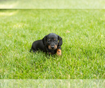 Small #1 Dachshund