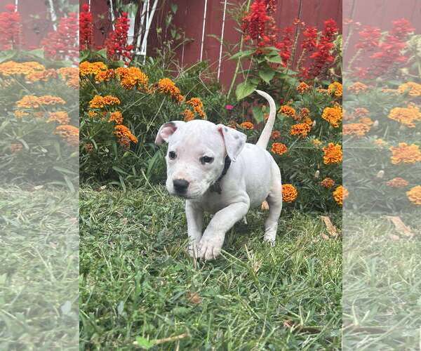 Medium Photo #2 Staffordshire Bull Terrier-Unknown Mix Puppy For Sale in pomfret, CT, USA
