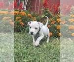 Small #1 Staffordshire Bull Terrier Mix
