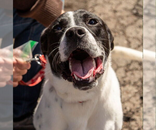 Medium Photo #2 Mutt Puppy For Sale in Canton, CT, USA