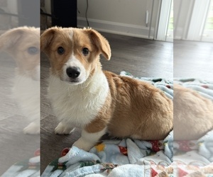 Pembroke Welsh Corgi Puppy for sale in MARTINSVILLE, IN, USA