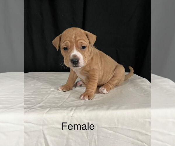 Medium Photo #1 American Pit Bull Terrier-American Staffordshire Terrier Mix Puppy For Sale in Brewster, NY, USA